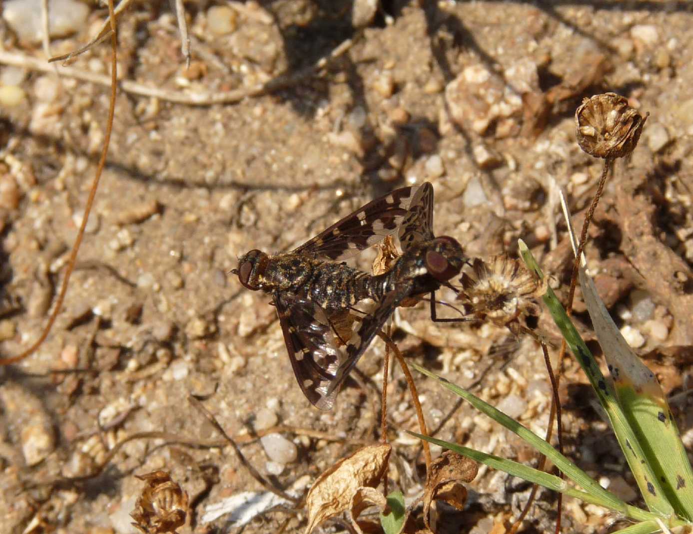 Bombilidae in accoppiamento: Exoprosopa jacchus